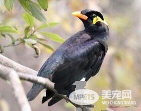 鹩哥最喜欢吃什么 鹩哥的食性杂食量大