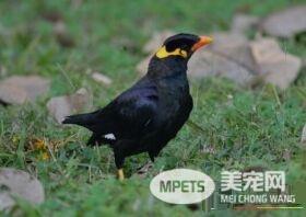 鹩哥生活习性 能模仿和发出多种有旋律的音调