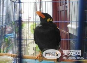 鹩哥能活几年 鹩哥的寿命平均在15年左右