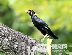 鹩哥能活几年 鹩哥的寿命平均在15年左右