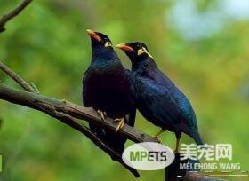 鹩哥多长时间会说话 宜为1岁以下的幼鸟
