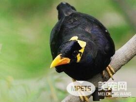 鹩哥多长时间会说话 宜为1岁以下的幼鸟
