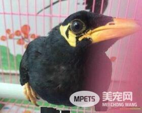 鹩哥吃生肉还是熟肉 少给鹩哥吃生肉或别吃