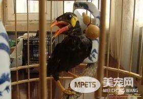 鹩哥可以吃面包虫吗 鹩哥的雏食以面包虫为主
