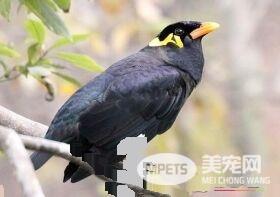 鹩哥可以吃面包虫吗 鹩哥的雏食以面包虫为主