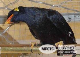 鹩哥为什么比八哥贵 说话清晰学语能力更高