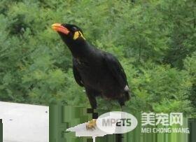 鹩哥几个月会说话 差不多两到三个月
