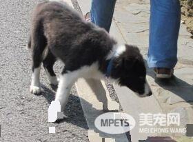 边境牧羊犬多久成年 中大型犬两岁成年