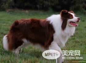 边境牧羊犬多久成年 中大型犬两岁成年