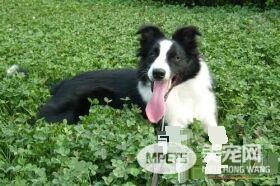 边境牧羊犬多大才会听话 一般7到8个月左右