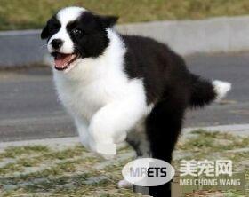 边境牧羊犬多大才会听话 一般7到8个月左右