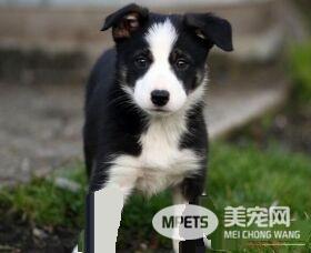 边境牧羊犬的智商 是一种非常聪明的犬种