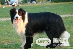 边境牧羊犬的智商 是一种非常聪明的犬种