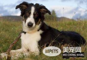 边境牧羊犬大便黑色 黑色便有可能是血便
