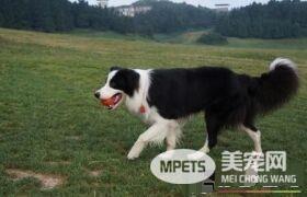 边境牧羊犬大便黑色 黑色便有可能是血便