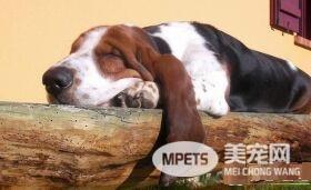 巴吉度猎犬是哪国的 巴吉度猎犬是出产于法国
