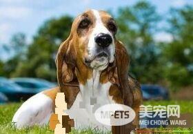 巴吉度猎犬是哪国的 巴吉度猎犬是出产于法国