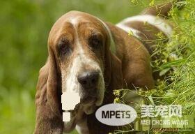 巴吉度猎犬哪里有 巴吉度猎犬产地法国