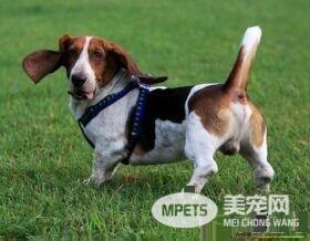 巴吉度猎犬哪里有 巴吉度猎犬产地法国