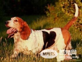 巴吉度猎犬掉毛吗 季节掉毛状况会特别严重