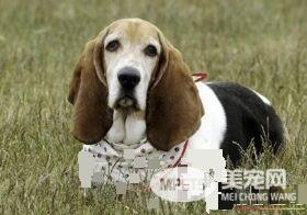 巴吉度猎犬掉毛吗 季节掉毛状况会特别严重