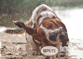 巴吉度猎犬聪明度 还是比较聪明的狗