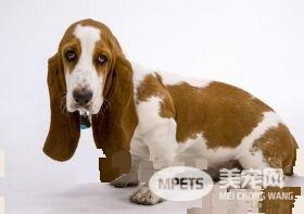 巴吉度猎犬聪明度 还是比较聪明的狗
