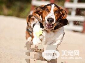 巴吉度猎犬吃什么 巴吉度喂食注意事项