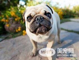 巴哥犬几个月开始长大 7-10个月以后就成犬