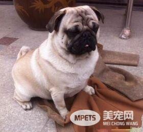 巴哥犬几个月开始长大 7-10个月以后就成犬