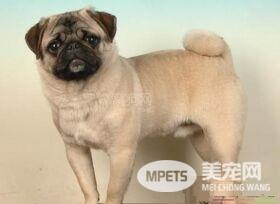 巴哥犬护食吗 巴哥犬也是护食的动物
