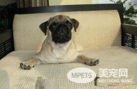 巴哥犬护食吗 巴哥犬也是护食的动物