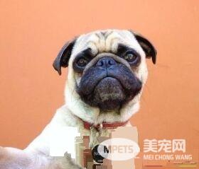 巴哥犬护理美容 巴哥犬的日常护理方法