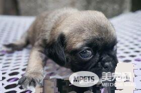 巴哥犬护理美容 巴哥犬的日常护理方法