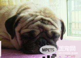 巴哥犬很掉毛怎么办 季节性脱毛属生理变化
