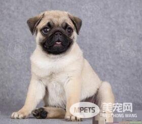 巴哥犬很掉毛怎么办 季节性脱毛属生理变化