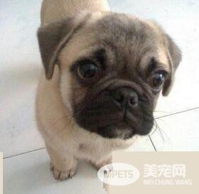 巴哥犬和沙皮狗有什么不同 体型特征就有所不同