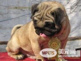 巴哥犬和沙皮狗有什么不同 体型特征就有所不同