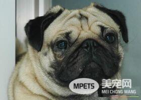 巴哥犬和八哥犬区别 是一样的类型的狗狗