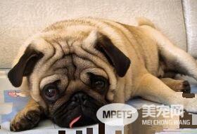 巴哥犬和八哥犬区别 是一样的类型的狗狗