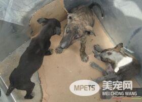 细犬和灵缇哪个贵 灵缇的价格比细犬贵