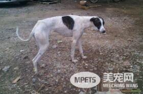 细犬和灵缇哪个贵 灵缇的价格比细犬贵