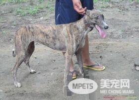 细狗与灵缇的区别 细狗是中国的灵缇是外国的