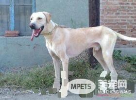 细狗与灵缇的区别 细狗是中国的灵缇是外国的