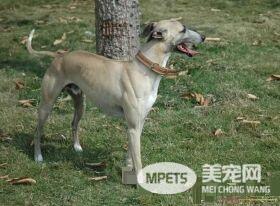 意大利灵缇有什么血统 意大利灵缇与灵缇
