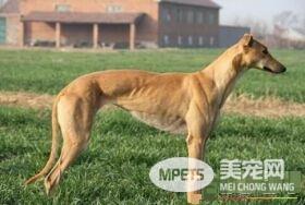 意大利灵缇又叫什么 意大利灵缇犬又叫格力犬