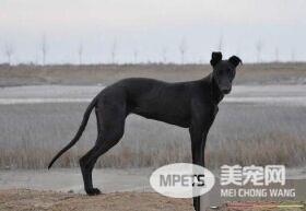意大利灵缇又叫什么 意大利灵缇犬又叫格力犬