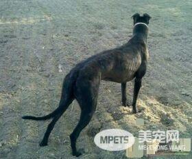 意大利灵缇犬胆子大吗 狗狗胆量的性格基础