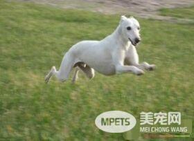 意大利灵缇犬胆子大吗 狗狗胆量的性格基础
