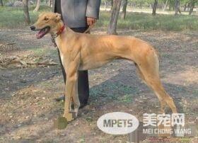 意大利灵缇犬吃什么 不论吃什么营养最重要